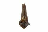 Exceptional, Rooted Ankylosaurus Tooth - Montana #97377-1
